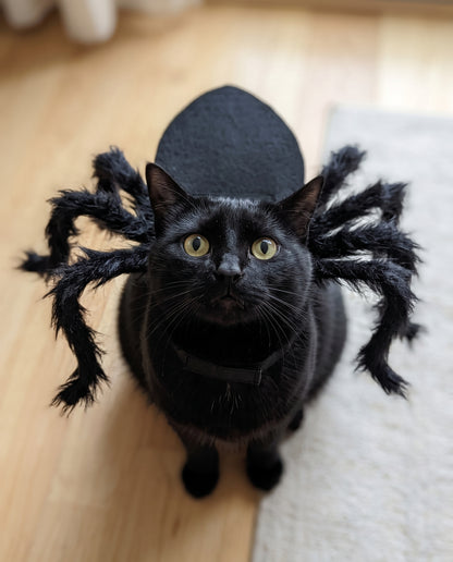 Black cat wearing the Cat Spider Costume indoors, eight plush legs spread out to the sides