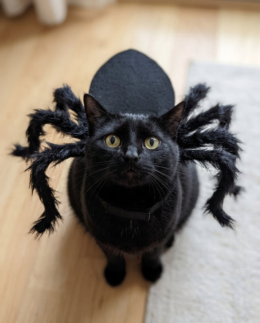 Black cat wearing the Cat Spider Costume indoors, eight plush legs spread out to the sides
