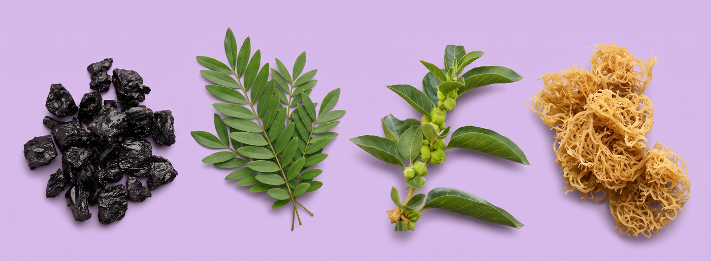 The four botanicals in the Shilajit Adaptogen Complex